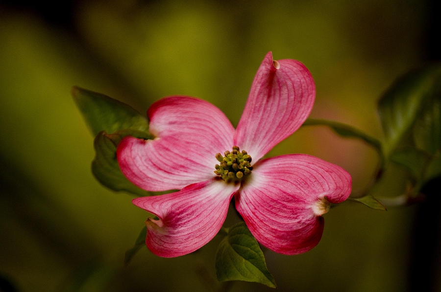 Pink Dogwood Photograph by Janis Knight