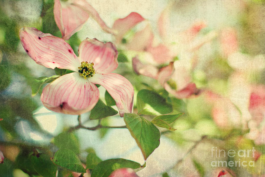 Spring Photograph - Pink Dogwood by Sylvia Cook