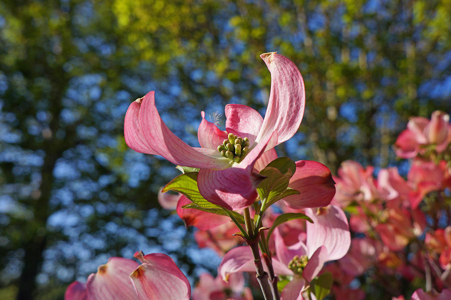 Pink Dogwood Tree Flowers Art Prints Photograph