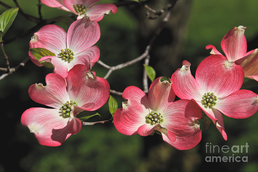 Pink Dogwood Photograph by William Norton