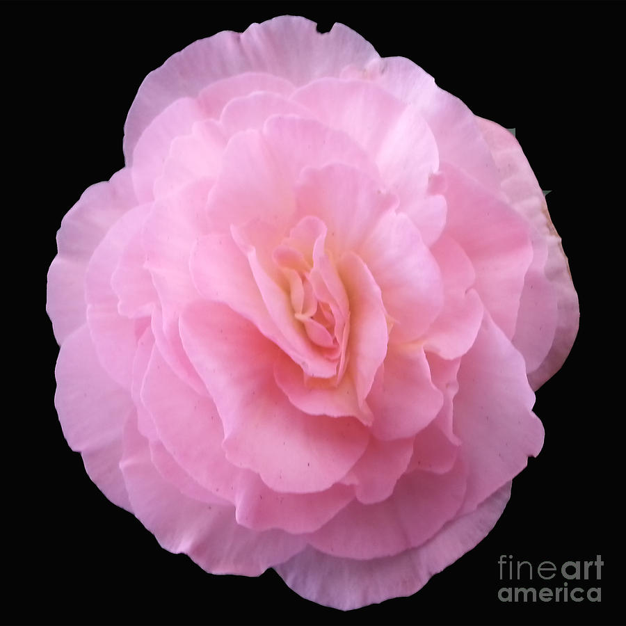 Pink Double Begonia Photograph by Donna Brown