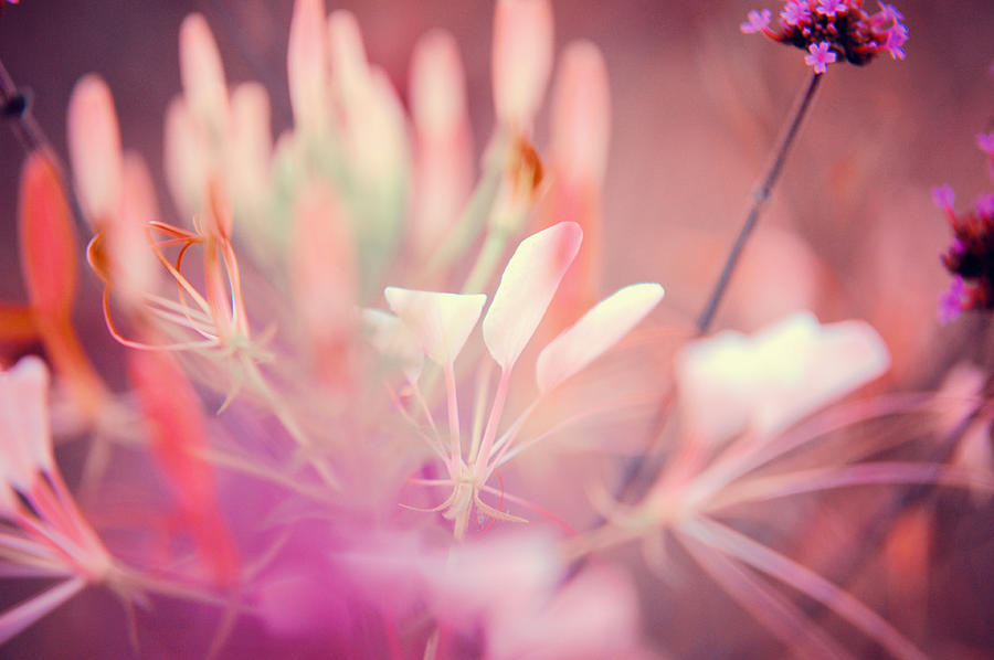 Pink Dream Photograph by Jenny Rainbow