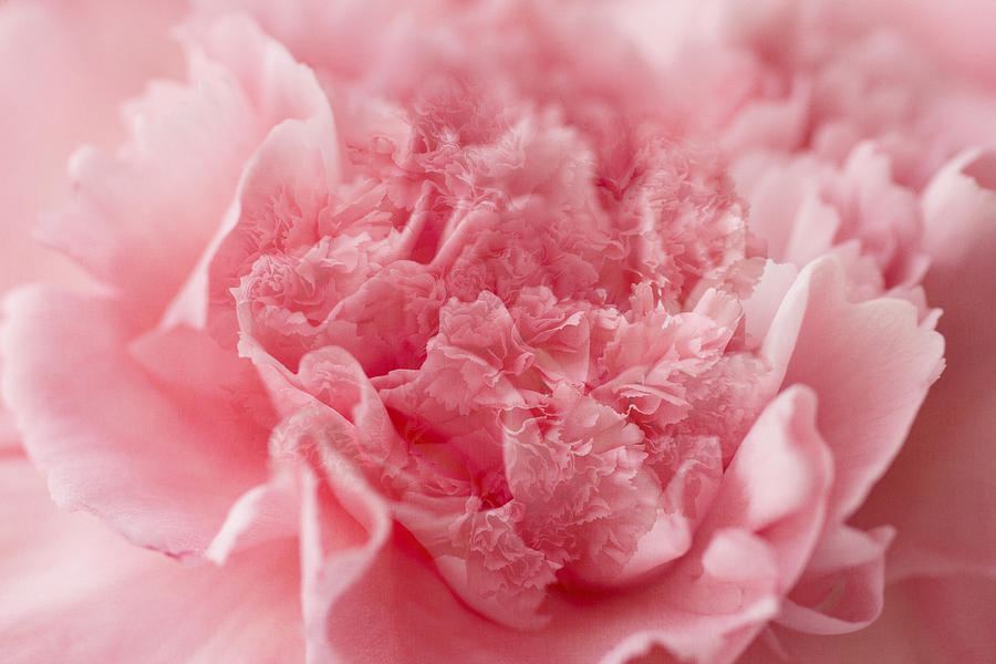 Pink dream Photograph by Marina Kojukhova
