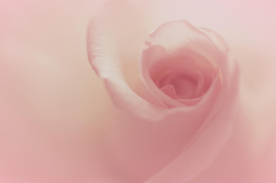 Rose Photograph - Pink Dream by The Art Of Marilyn Ridoutt-Greene