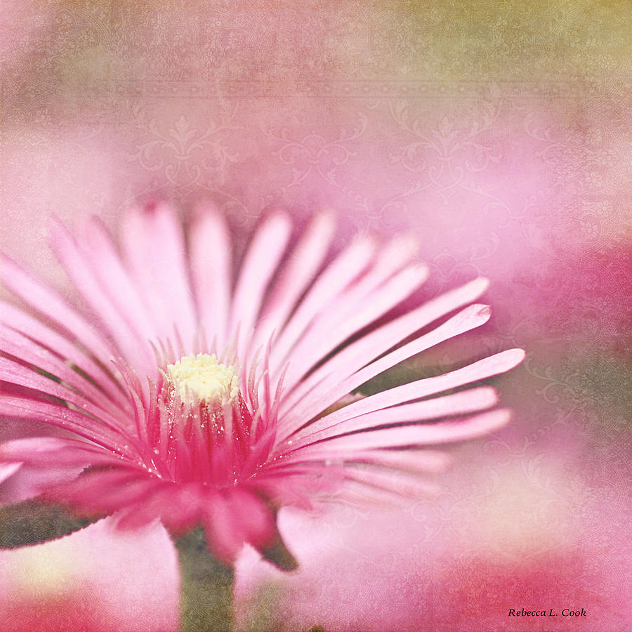 Pink Dreams Photograph by Bellesouth Studio