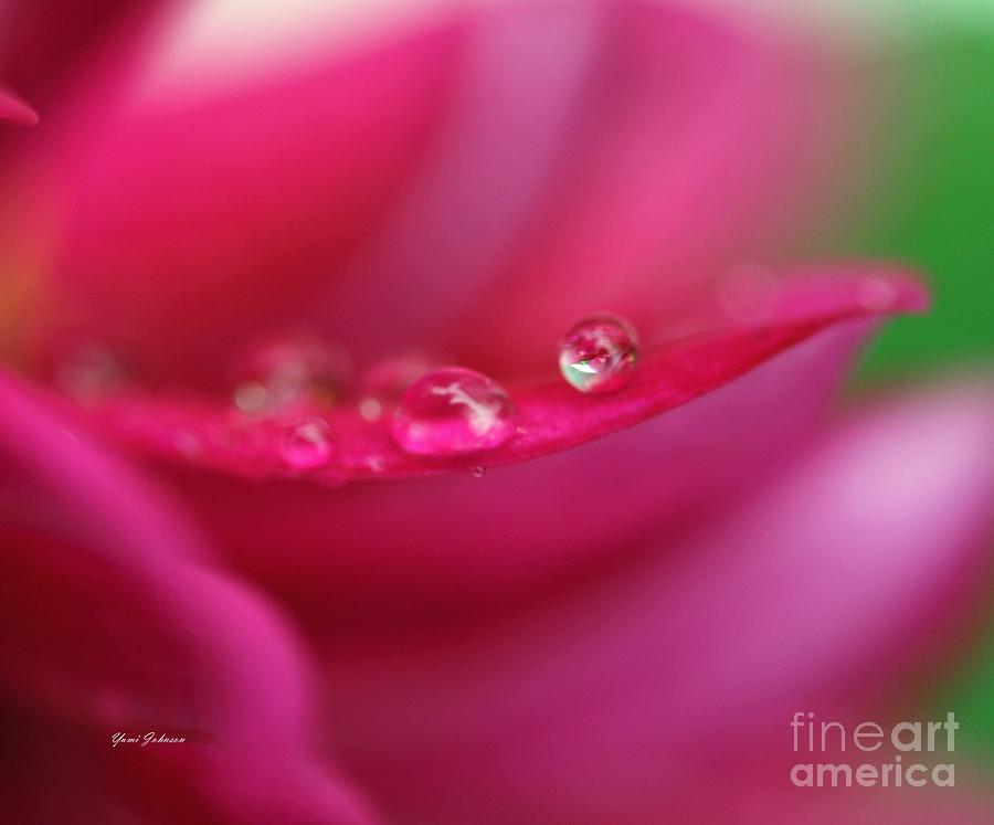 Pink droplet Photograph by Yumi Johnson