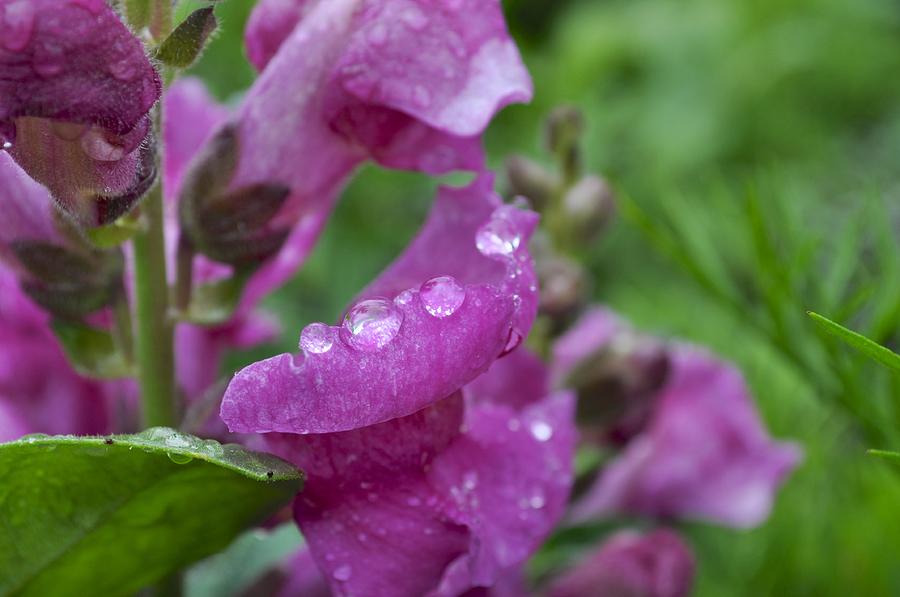 Pink Drops Photograph by Cathy Mahnke