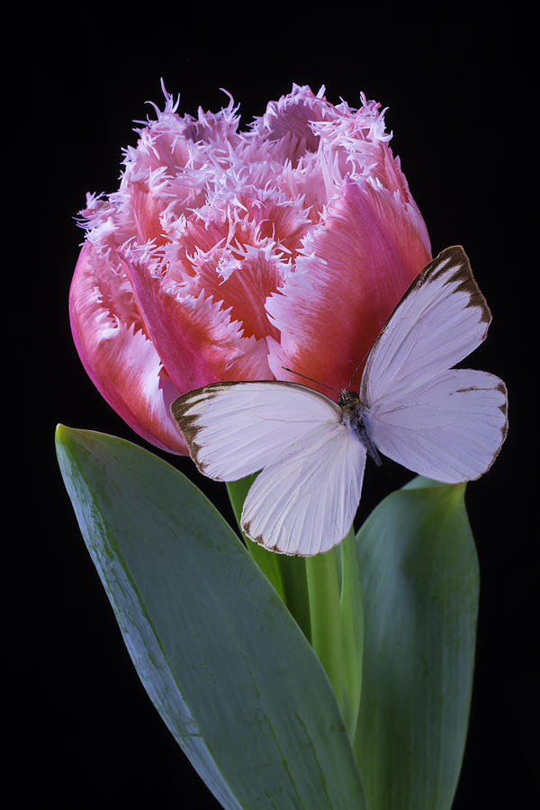 Pink Dutch Tulip With Butterfly Photograph by Garry Gay - Fine Art America