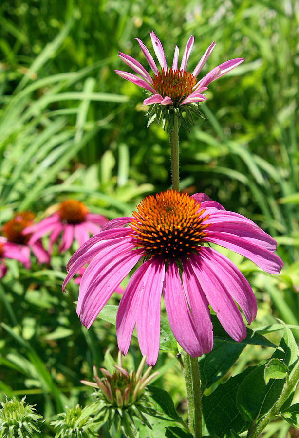 Pink Echinacea Photograph by Ellen Tully