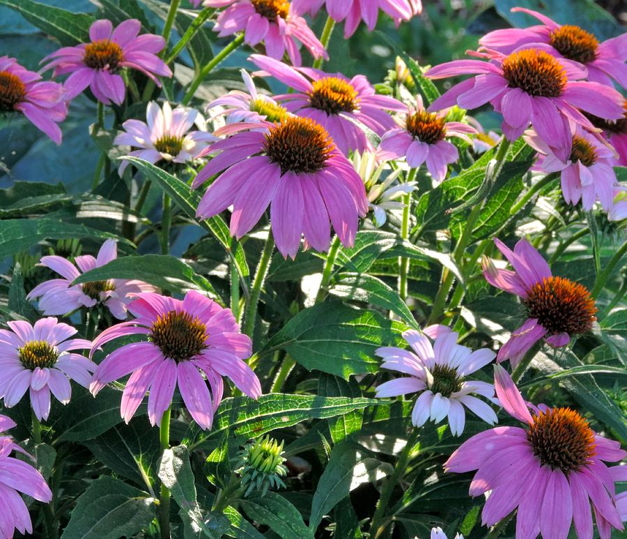 Pink Echinaecea Photograph by Tina McCoy - Fine Art America