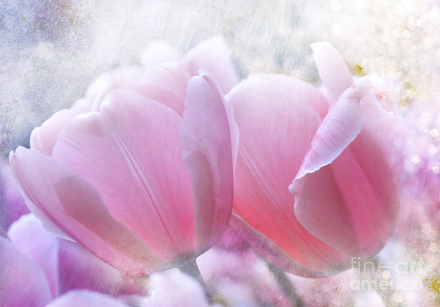 Pink Tulips  #1 Mixed Media by Elaine Manley