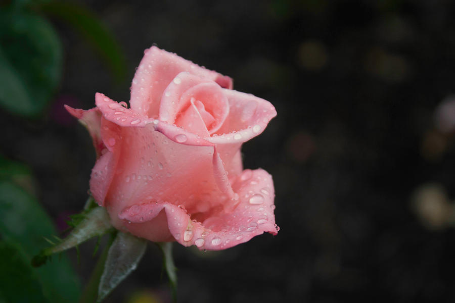 Rose Photograph - Pink Elegance by Arlene Carmel