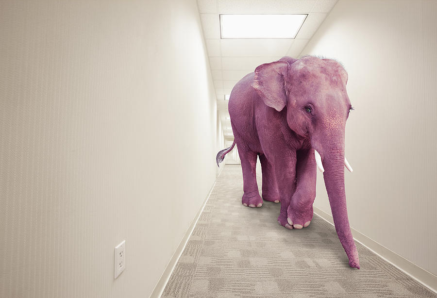 Pink elephant walking in hallway Photograph by John M Lund Photography Inc