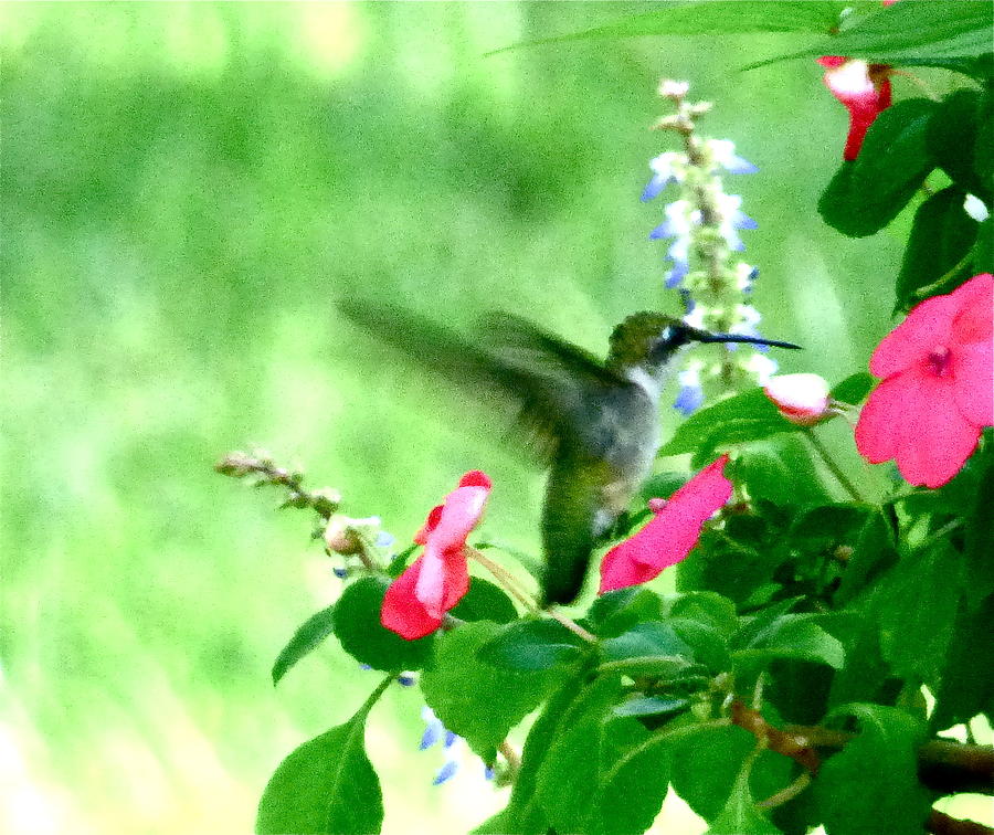 Hummingbird Photograph - Pink Enticement by Jean Wright