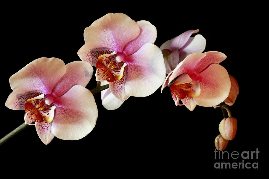Orchid Photograph - Pink Exotique by Inspired Nature Photography Fine Art Photography