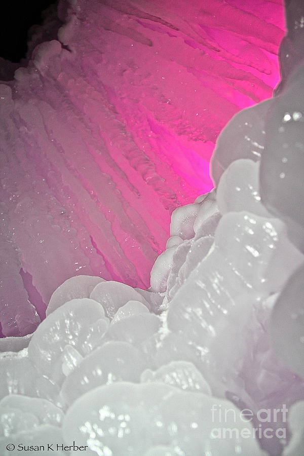 Nature Photograph - Pink Eye Ice by Susan Herber