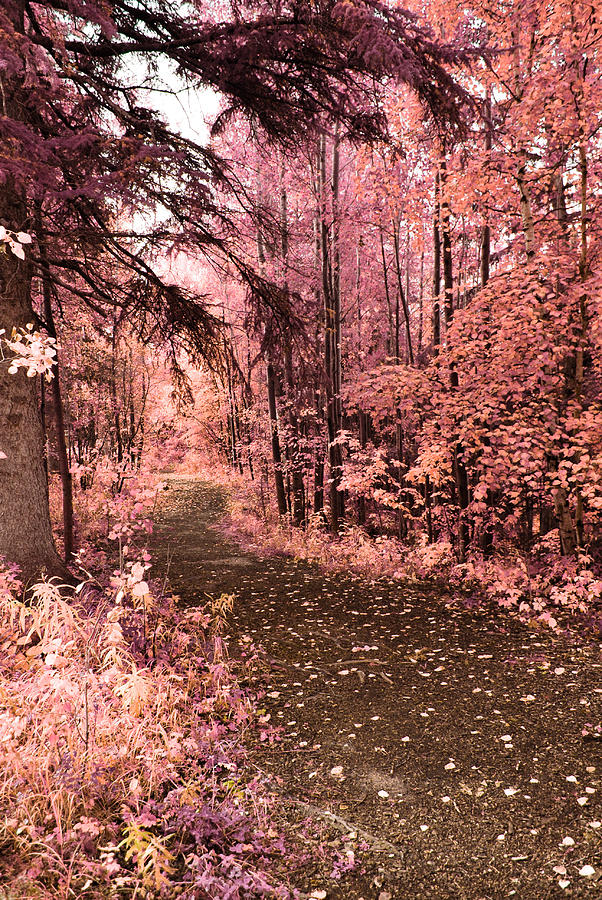 Pink Fall Photograph by Larysa Luciw Fine Art America
