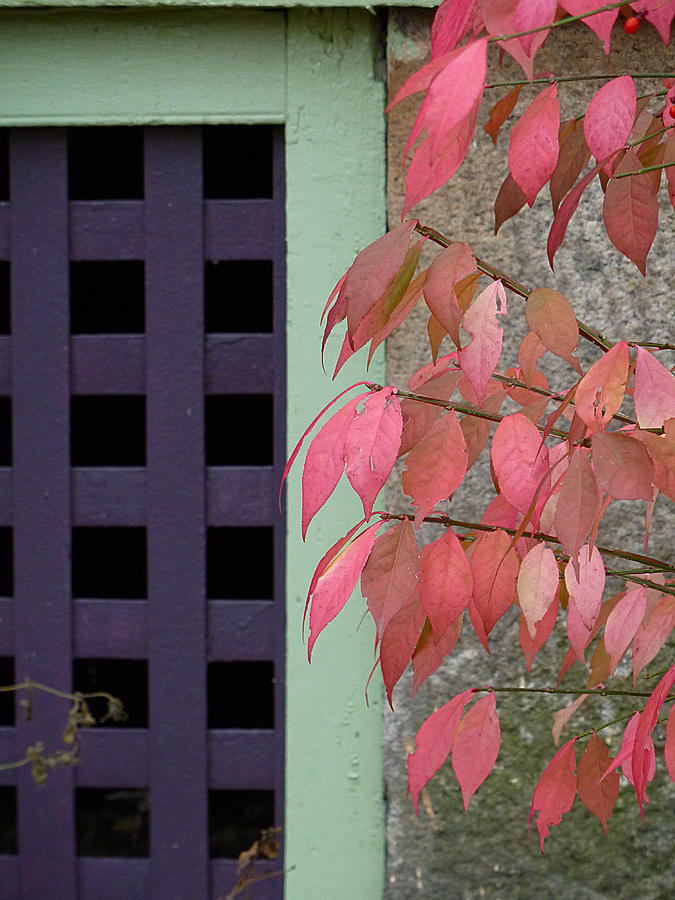 Fall Photograph - Pink Fall by Pamela Guajardo-Lagos