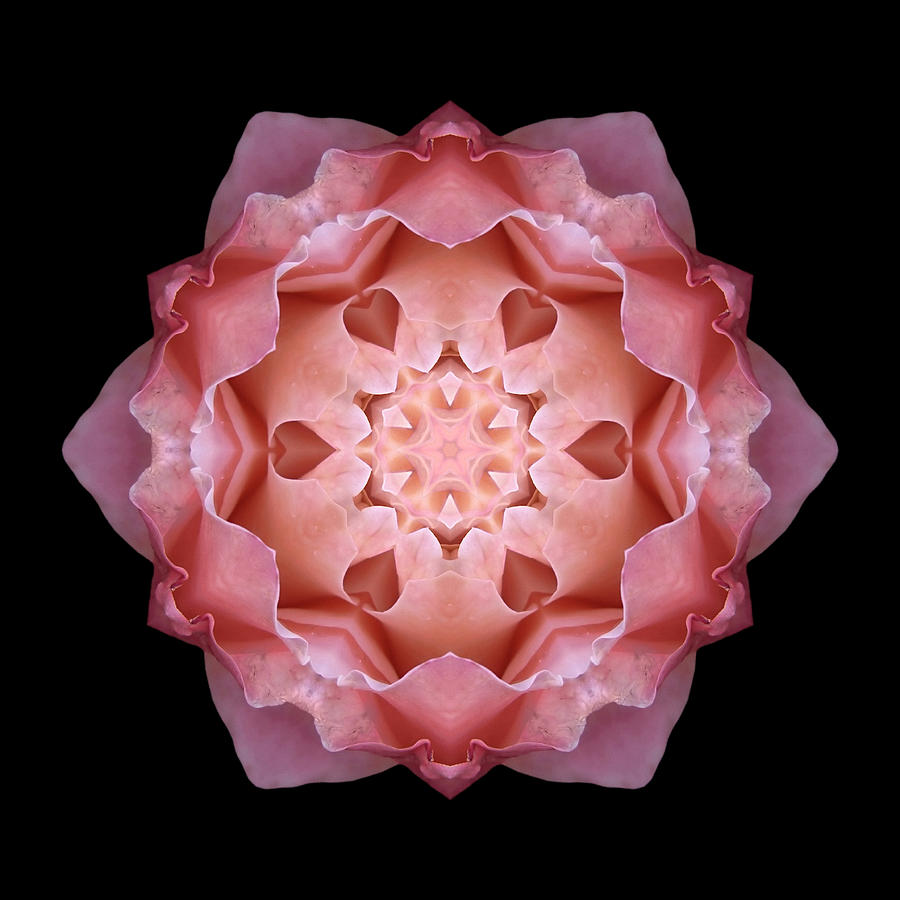 Pink Fall Rose Flower Mandala Photograph by David J Bookbinder