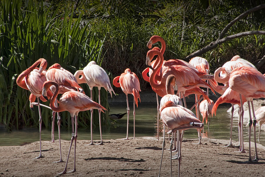 Pink Falmingos at the San Diego Zoo Photograph by Randall Nyhof