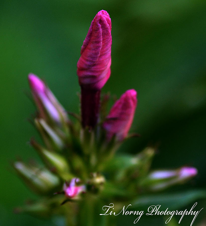 Flower Photograph - Pink Family by Ti Oakva