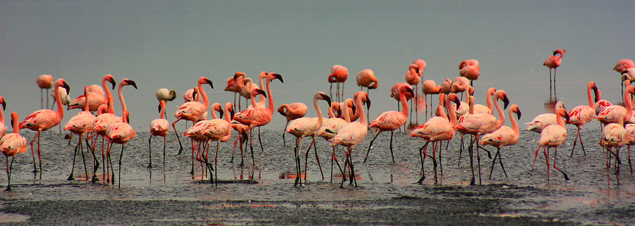 Flamingo Photograph - Pink Famingo by Amanda Stadther