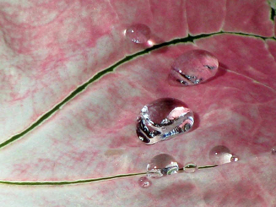 Pink Fancy Leaf Caladium - September Tears Photograph by Pamela Critchlow