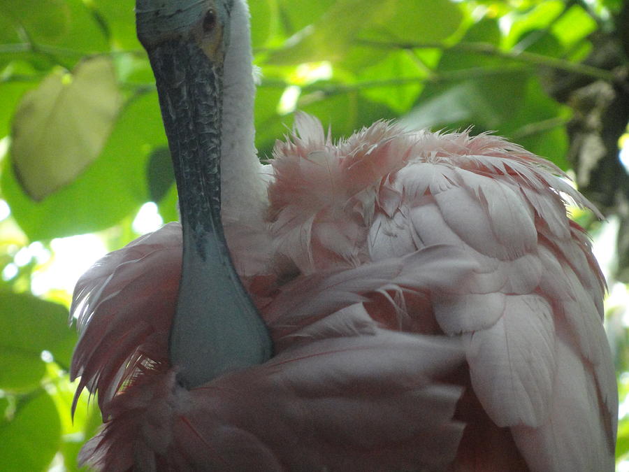 Pink Feathers Photograph by Emily Lowe