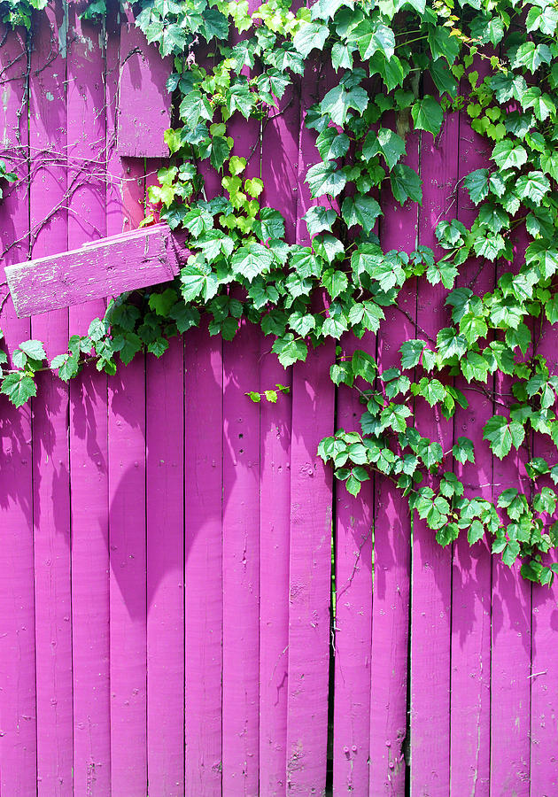 Pink Fence and Foliage Photograph by Mary Bedy