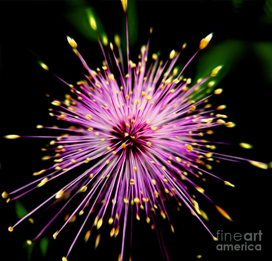 Pink Fireworks  Photograph by Savannah Gibbs