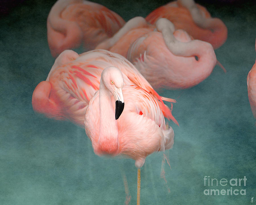 Pink Flamingo 1 Photograph by Jai Johnson
