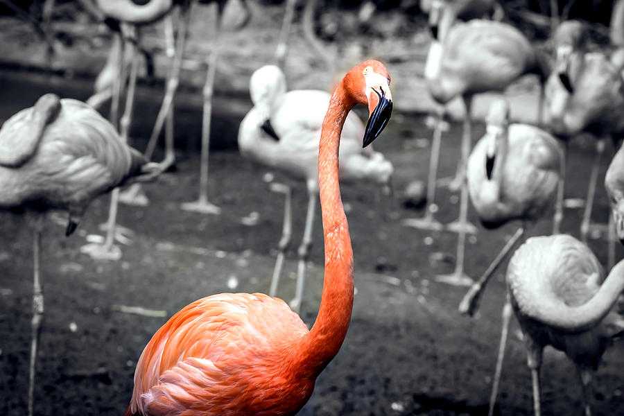 Flamingo Photograph - Stand out by Jijo George