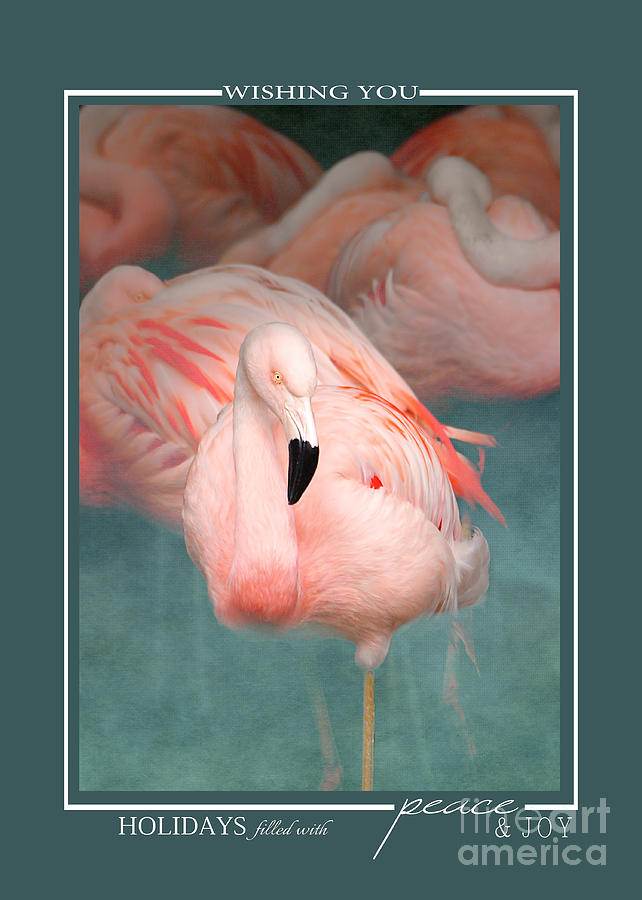 Pink Flamingo 1 Tropical Bird Christmas Cards Photograph by Jai Johnson