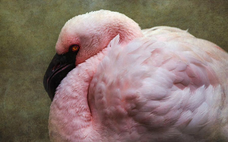 Pink Flamingo 2 Photograph by Angie Vogel
