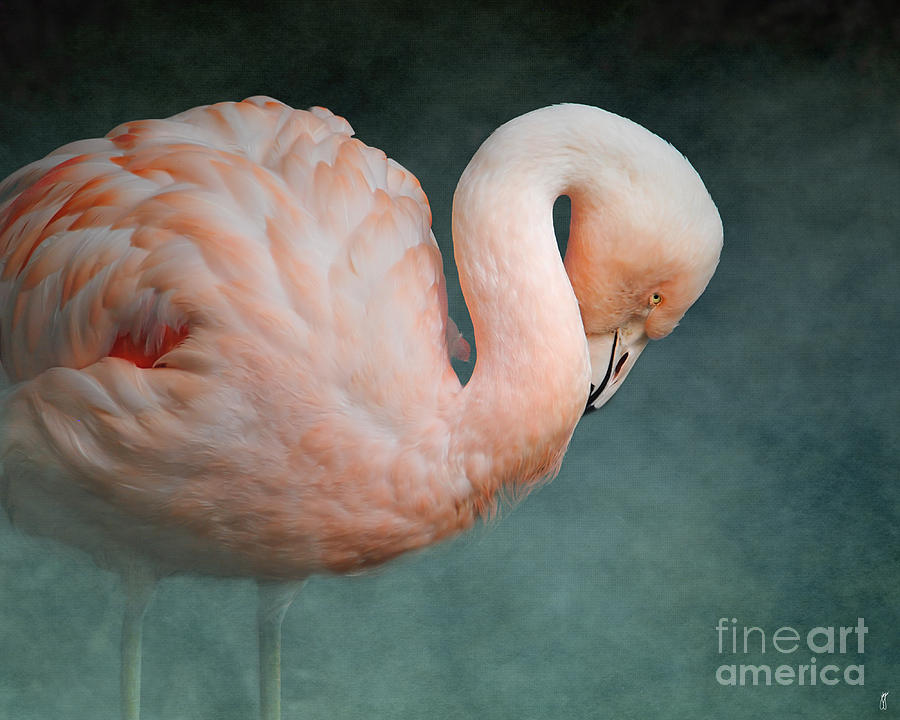Bird Photograph - Pink Flamingo 2 by Jai Johnson