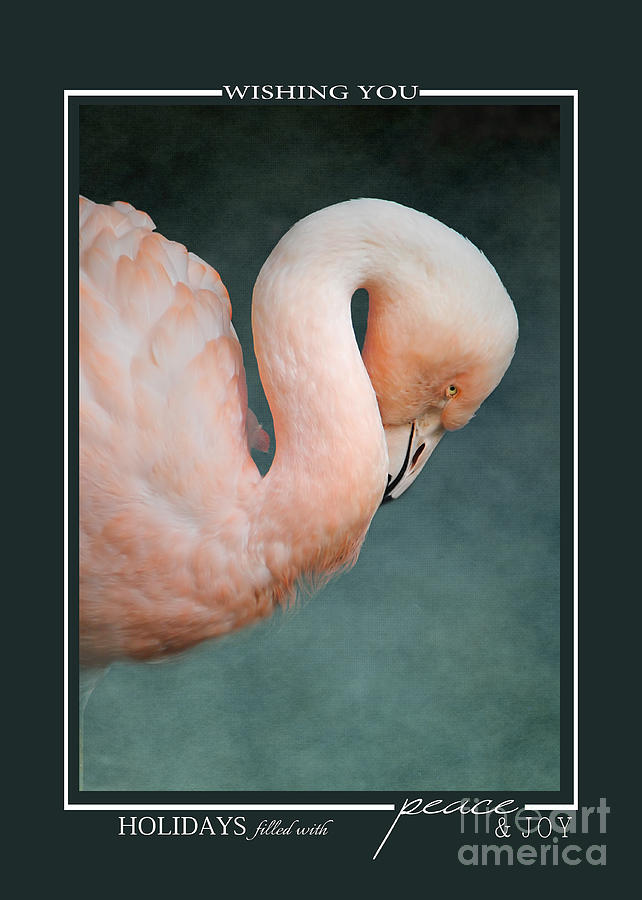 Pink Flamingo 2 Tropical Bird Christmas Cards Photograph by Jai Johnson