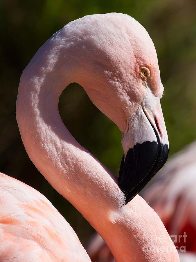 Pink Flamingo 7D9003 Photograph by Wingsdomain Art and Photography