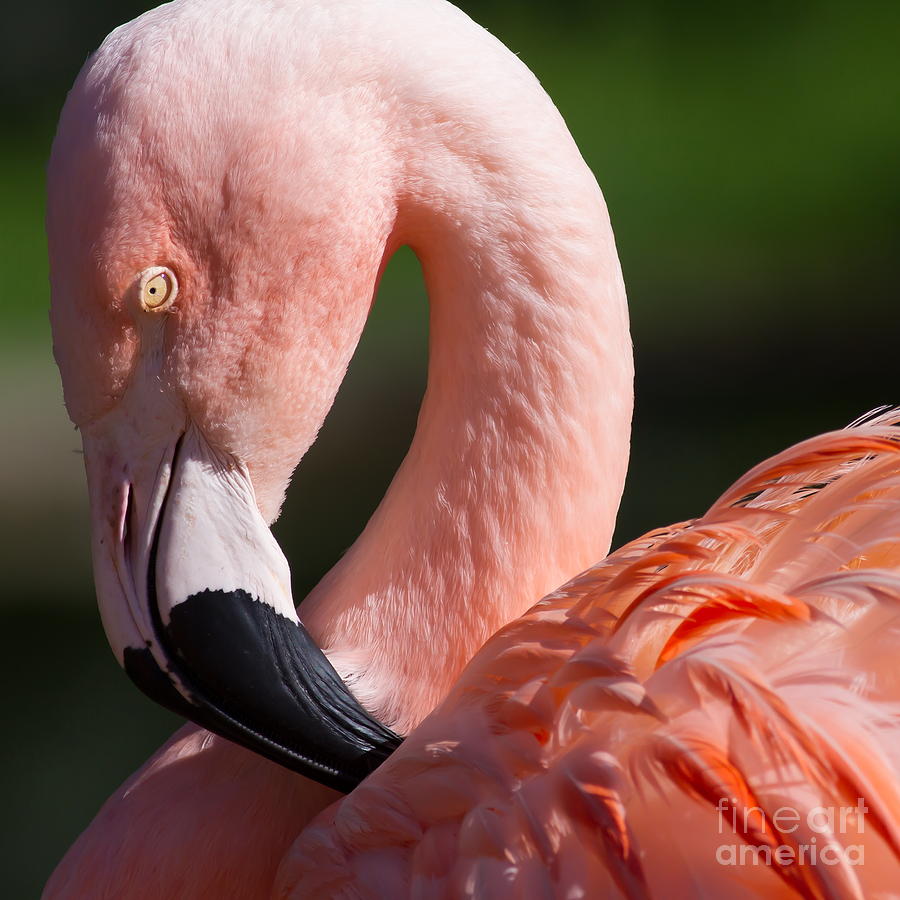 Pink Flamingo 7D9010 square Photograph by Wingsdomain Art and Photography
