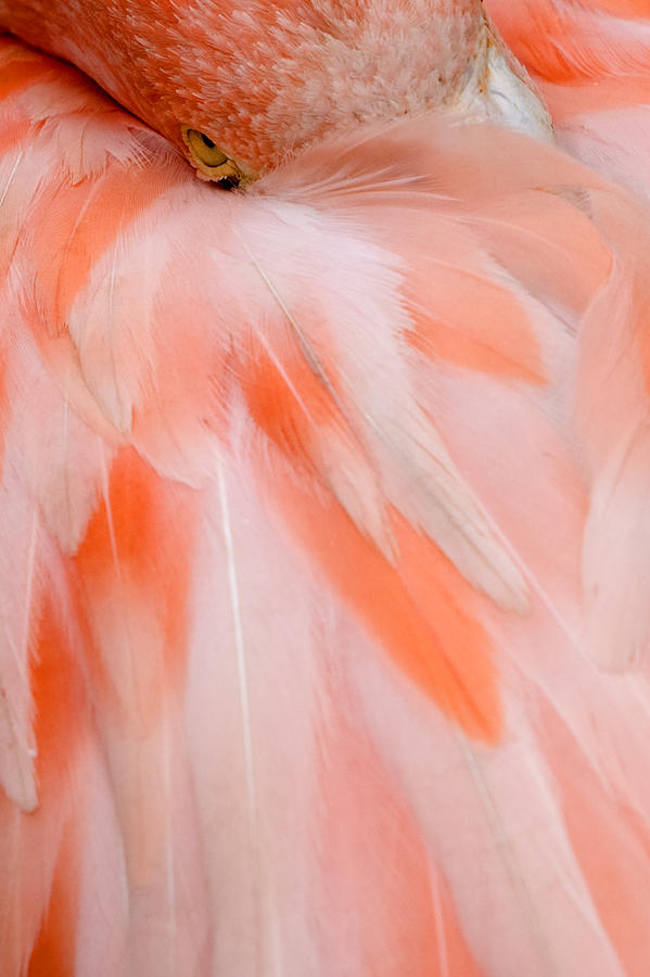 Pink Flamingo Photograph by Andy Myatt