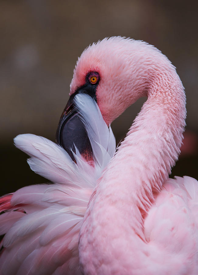 Pink Flamingo Photograph by Angie Vogel