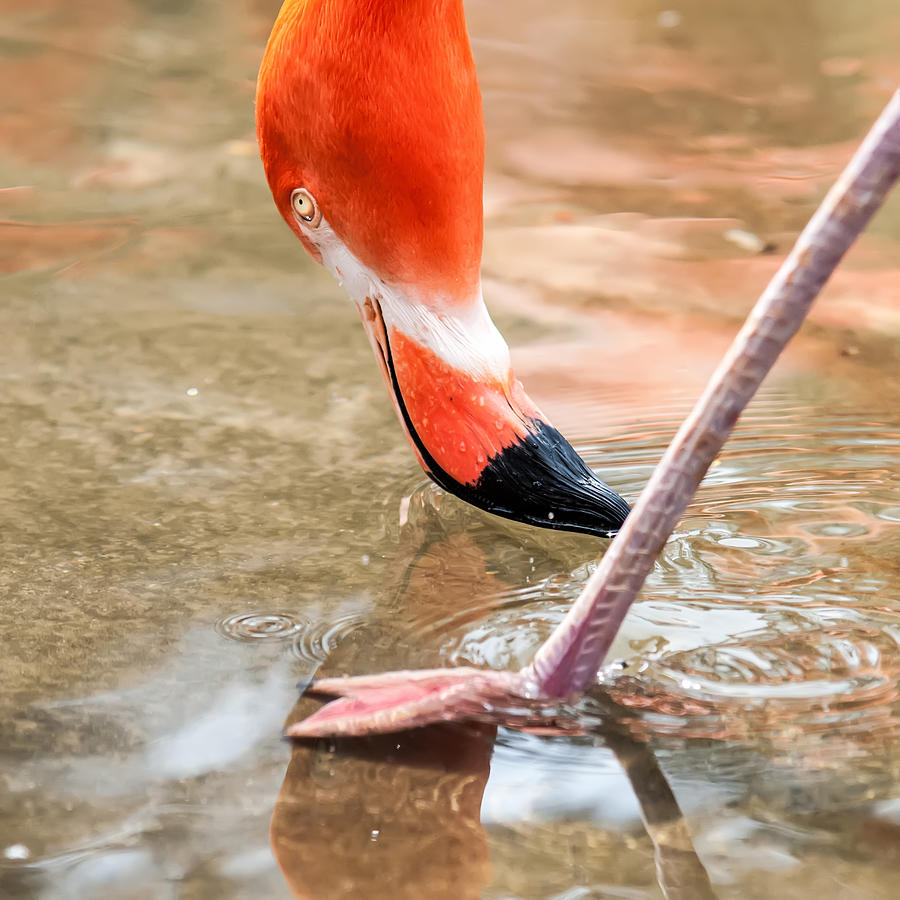 Pink Flamingo At A Zoo In Spring Photograph by Alex Grichenko