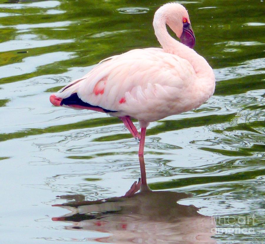 Bird Photograph - Pink Flamingo Bird Dancer by Susan Garren