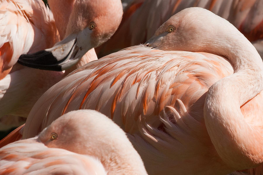 Pink flamingo  Photograph by Charles Lupica