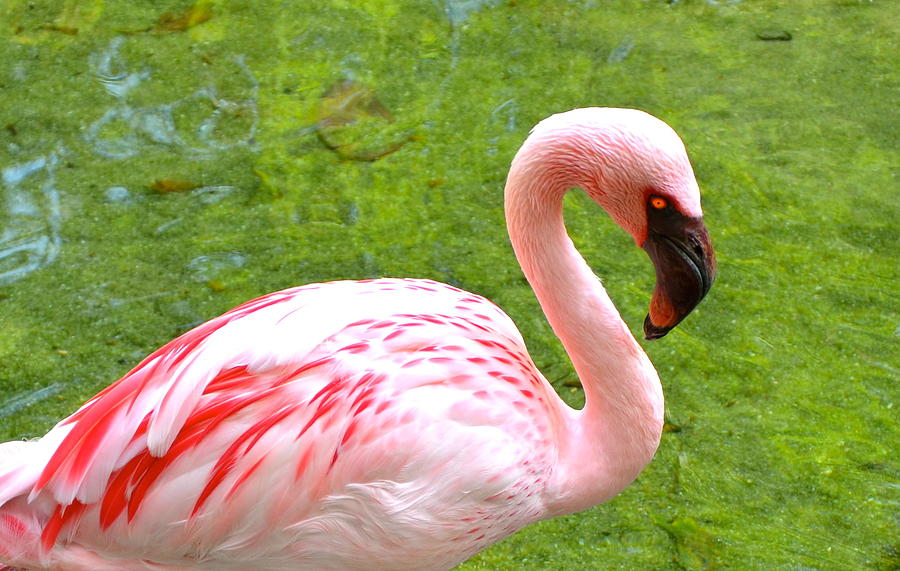 Pink Flamingo Photograph by Corinne Rhode