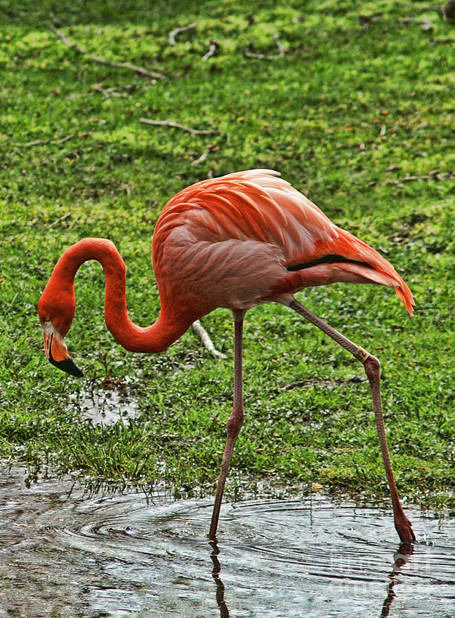 Pink Flamingo Photograph by Dawn Harris