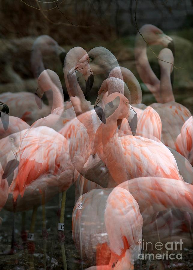 Pink Flamingo Fantasy Photograph by Rick Rauzi