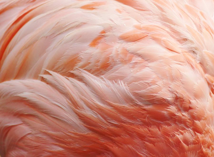 Pink Flamingo Feathers Photograph by Paulette Thomas