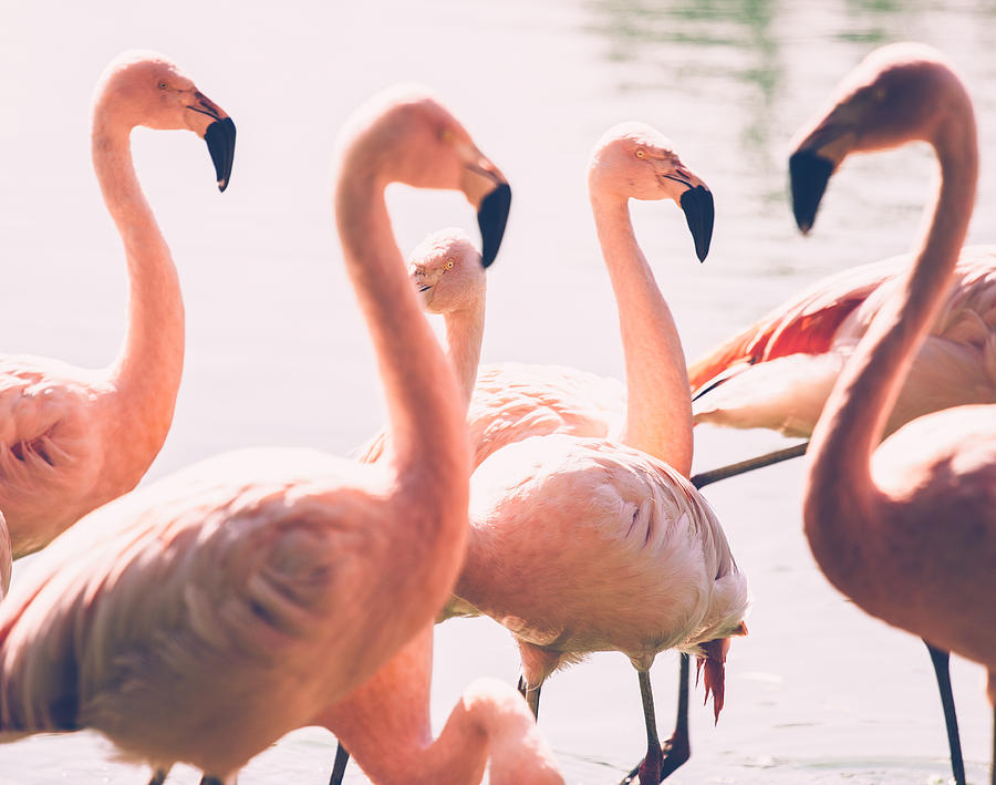 Pink Flamingo Flock Photograph