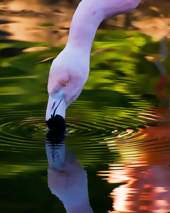 Pink Flamingo Ripples and Reflection Photograph by Ginger Wakem