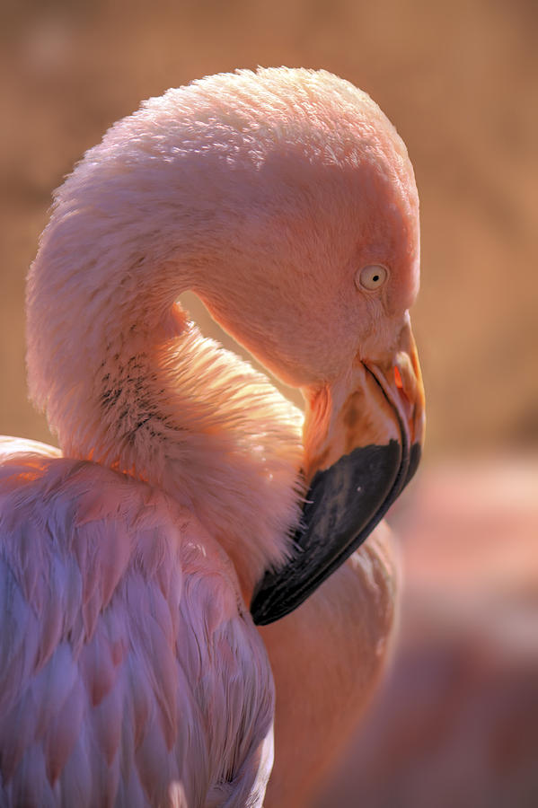Pink Flamingo Photograph by Jason Politte